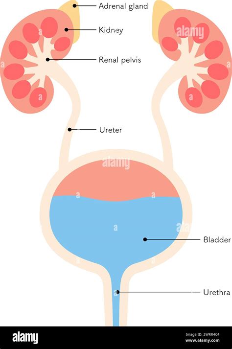 organ of renal system figgerits|Kidneys, ureters & suprarenal glands: Anatomy, .
